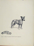 Original Old Vintage Print Dog Hound Sektch Art Drawing C1938 Animal Pet 20th