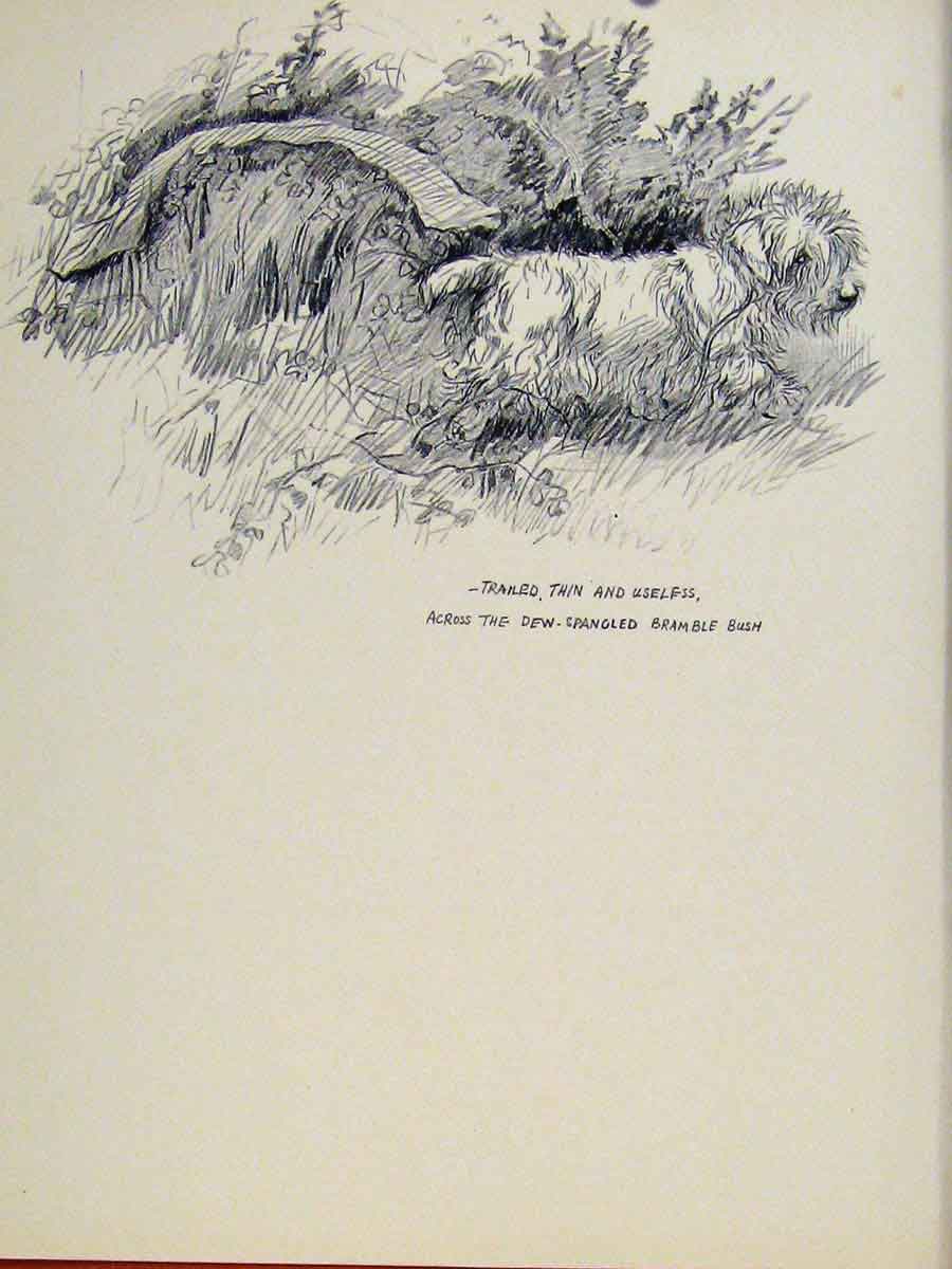 Original Old Vintage Print Sketch Drawing Pencil Art Pet Animal C1938 20th