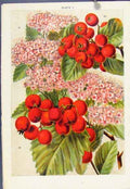 Original Old Antique Print Rosa Rugosa Fruit Plant Color Fine Art