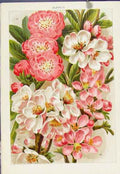 Original Old Antique Print Daboecia Polifolia Flower Plants Color C1890 19th