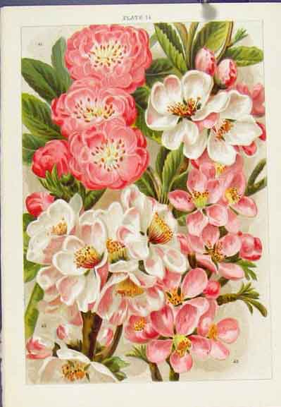Original Old Antique Print Daboecia Polifolia Flower Plants Color C1890 19th