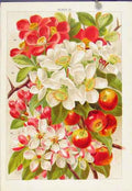 Original Old Antique Print Color Fine Art Flowers Plants Erica Carnea C1890 19th