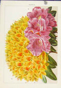 Original Old Antique Print Spiraea Japonica Glabrata Color Flower Plant