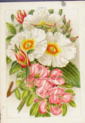 Original Old Antique Print Rubus Ulmifolius Flower Plant Shurb Color