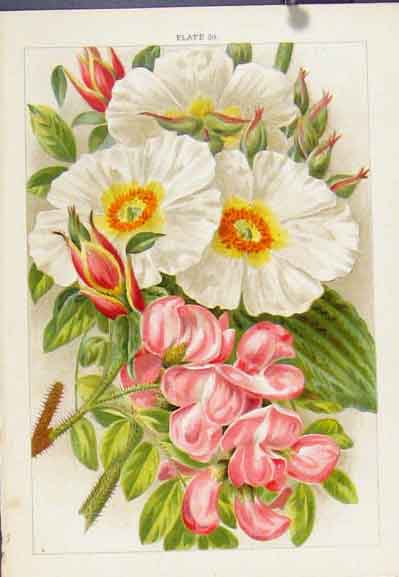 Original Old Antique Print Rubus Ulmifolius Flower Plant Shurb Color