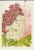 Original Old Antique Print Fuchsia Macrostemma Bicolor Flower Plant