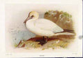 Original Old Vintage Print Gannet Color Art Fine Birds C1921 20th Century