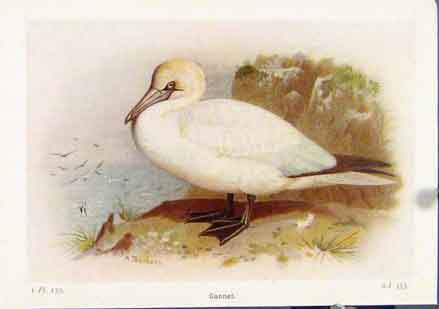 Original Old Vintage Print Gannet Color Art Fine Birds C1921 20th Century