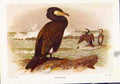 Original Old Vintage Print Cormaorant Color Birds Fine Art C1921 20th Century