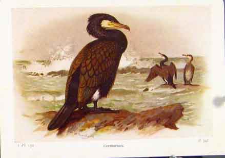 Original Old Vintage Print Cormaorant Color Birds Fine Art C1921 20th Century