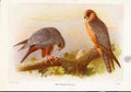 Original Old Vintage Print Red Foot Falcon Birds Color Fine Art 1921 20th