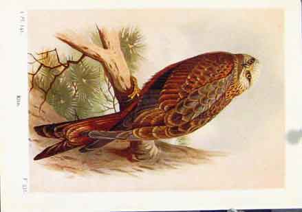 Original Old Vintage Print Kite Color Bird Fine Art C1921 Animal 20th Century