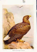 Original Old Vintage Print White Tailed Eagle Fine Art C1921 Birds 20th Century