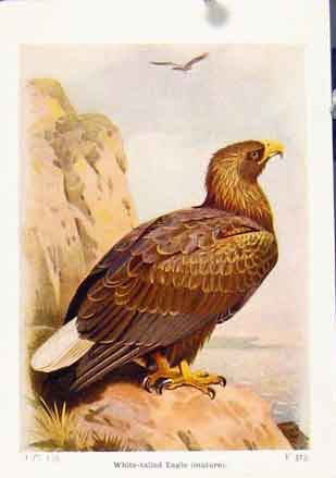Original Old Vintage Print White Tailed Eagle Fine Art C1921 Birds 20th Century