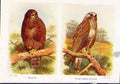 Original Old Vintage Print Buzzard Rough Legged Birds Fine Art C1921 20th