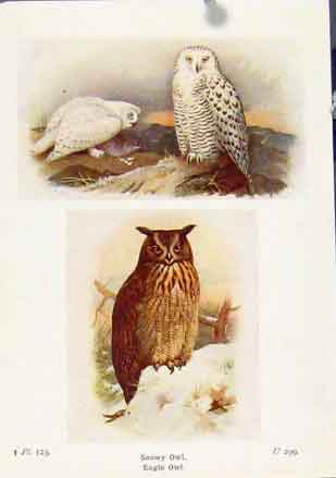 Original Old Vintage Print Snowy Owl Eagle Fine Art C1921 Color 20th Century