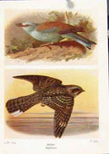 Original Old Vintage Print Roller Nightjar Color Fine Art Birds 1921 20th