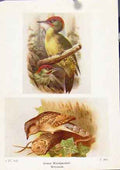 Original Old Vintage Print Green Woodpecker Wryneck Fine Art C1921 20th Century