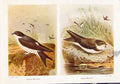 Original Old Vintage Print House Martin Sand Fine Art C1921 Bird 20th Century
