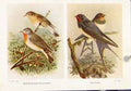 Original Old Antique Print Birds Color Red Breasted Flycatchers Swallows