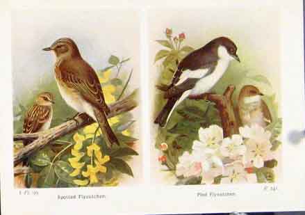 Original Old Vintage Print Spotted Flycatcher Pied Fine Art C1921 20th Century