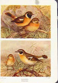 Original Old Antique Print Stonechat WhinchatFine Art Bird