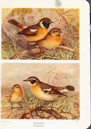 Original Old Antique Print Stonechat WhinchatFine Art Bird