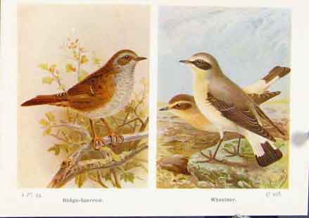 Original Old Vintage Print Hede Sparrow Wheatear Fine Art C1921 20th Century