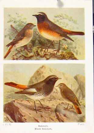 Original Old Vintage Print Redstart Black Color Fine Art C1921 Birds 20th