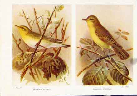 Original Old Vintage Print Wood Warbler Icterine Fine Art C1921 Bird 20th