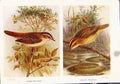 Original Old Vintage Print Sedge Warbler Aquatic Fine Art Birds 1921 20th