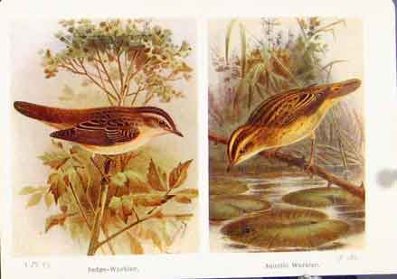 Original Old Vintage Print Sedge Warbler Aquatic Fine Art Birds 1921 20th