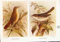 Original Old Vintage Print Reed Warbler Marsh Fine Art C1924 Birds 20th Century