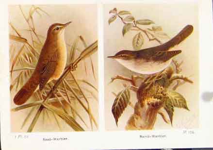 Original Old Vintage Print Reed Warbler Marsh Fine Art C1924 Birds 20th Century