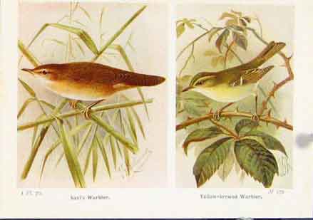 Original Old Vintage Print Savls Warbler Yellow Browed Fine Art 1921 20th
