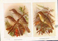 Original Old Vintage Print Barred Warbler Grasshopper Fine Art 1921 20th Century