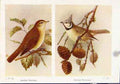 Original Old Antique Print Garden Warbler Crested Titmouse Fine Art