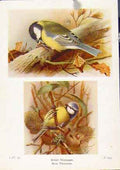 Original Old Vintage Print Great Titmouse Fine Art C1921 Bird Color 20th Century