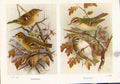 Original Old Vintage Print Gcrest Firecrest Birds Color Fine Art 1921 20th