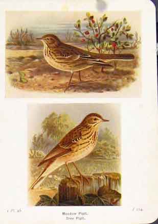 Original Old Antique Print Meadow Pipit Tree Bird Color Fine Art