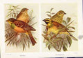 Original Old Vintage Print Ortolan Cirl Bunting Fine Art Fine Art C1921 20th