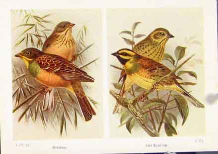Original Old Vintage Print Ortolan Cirl Bunting Fine Art Fine Art C1921 20th