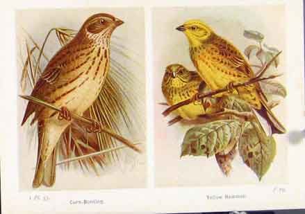 Original Old Antique Print Corn Bunting Yellow Hammer Birds Color Art