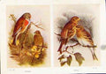 Original Old Vintage Print Fine Art Linnet Twite Color Bird C1921 Male 20th
