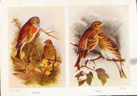 Original Old Vintage Print Fine Art Linnet Twite Color Bird C1921 Male 20th