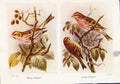 Original Old Vintage Print Mealy Redpoll Lesser Birds C1921 Fine Art 20th