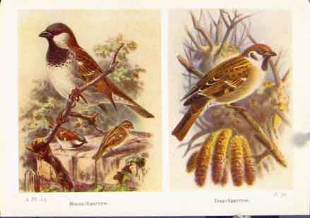 Original Old Vintage Print Hoise Sparrow Tree Sparrow Fine Art C1921 20th