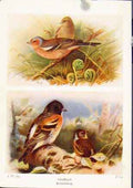 Original Old Vintage Print Chaffinch Brambling Birds Fine Art C1921 20th Century