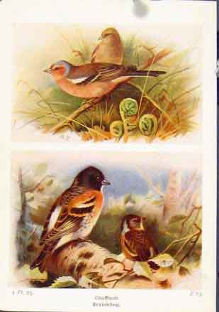 Original Old Vintage Print Chaffinch Brambling Birds Fine Art C1921 20th Century