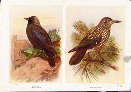 Original Old Vintage Print Birds Jackdaw Nutcracker Fine Art C1921 20th Century
